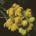 fbarberryflos