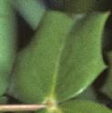 foregongrapefolt