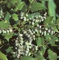 foregongrapefor