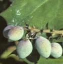 foregongrapefrut
