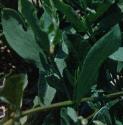 fieldffolbindweed