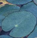 fringedffolwaterlily