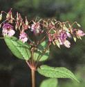 himalayanflosbalsam