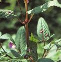 himalayanfolbalsam