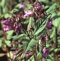 himalayanforbalsam