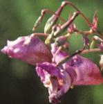 phimalayanflosbalsam