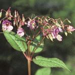 phimalayanflos1balsam