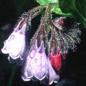 pricklyfflocomfrey