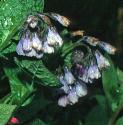 pricklyffloscomfrey
