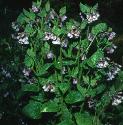 pricklyfforcomfrey