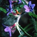 purplefflosgromwell