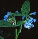 russianffloscomfrey