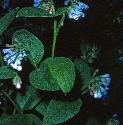 russianfforcomfrey