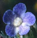 smallfflobugloss