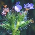 smallfflosbugloss