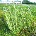 smallfforbugloss
