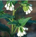 softffloscomfrey