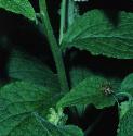 softffolcomfrey