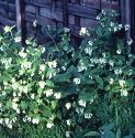 softfforcomfrey