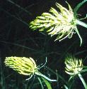 spikedfflosrampion
