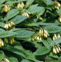 tuberousffloscomfrey