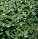 tuberousfforcomfrey