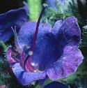vipersfflobugloss