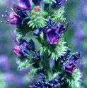 vipersfflosbugloss