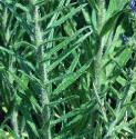 vipersffolbugloss