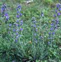 vipersfforbugloss