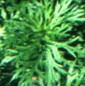 anemoneffolpulsatillafoord