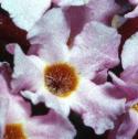 buddleiafflo