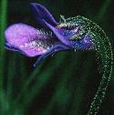 commonfflobutterwort