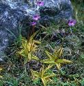 commonfforbutterwort