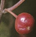falderfrubuckthorn