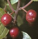 falderfrusbuckthorn