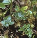 falpinefolmeadowrue