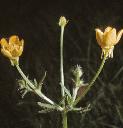 fbulbousflosbuttercup