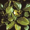 fcommonfolbuckthorn