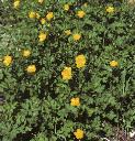 fcreepingflosbuttercup