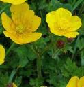 fcreepingflosspearwortbritishflora