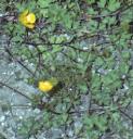 fcreepingforbuttercup