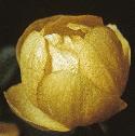 fglobefloflower