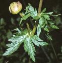 fglobefolflower