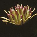 fglobefruflower