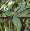 fgreenfolhellebore