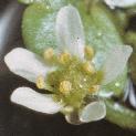 fivyleavedflocrowfoot