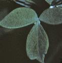 flesserfoltmeadowrue