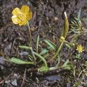 flesserforspearwort