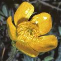 fmeadowflobuttercup